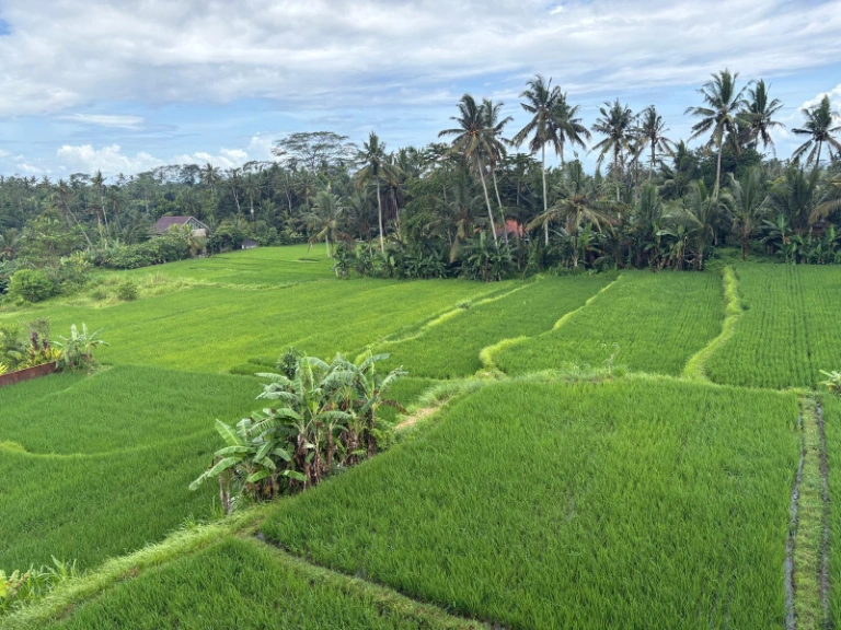 4-bedroom rooftop villa with pool and 360° rice field view — image 4