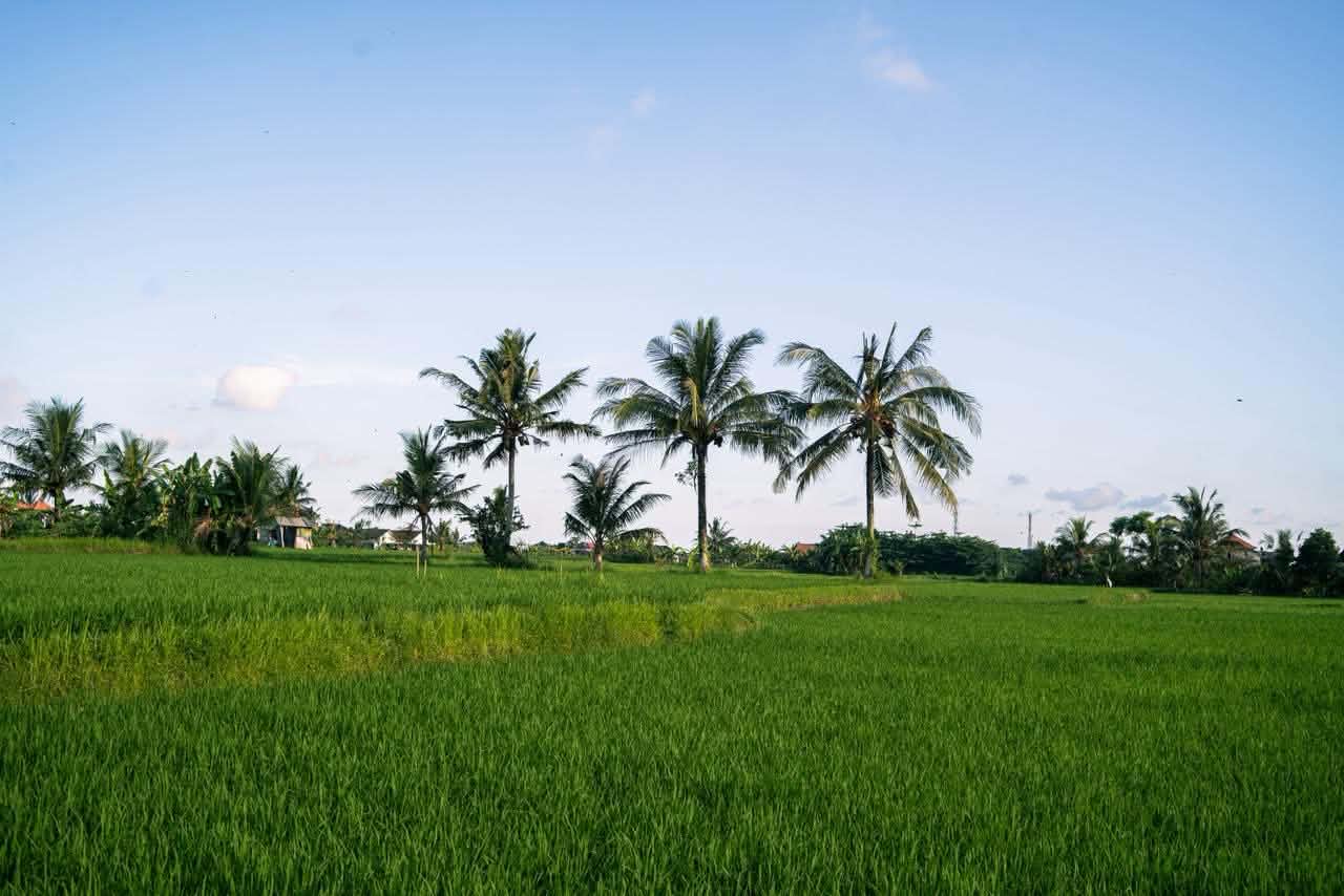 Villa #156 · 1 bed · Sayan in Ubud — image 15